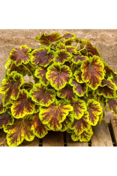 Heuchera ’Solar Eclipse’ поєднання кольорів у листі